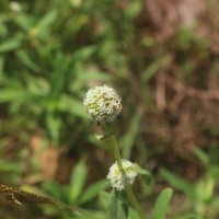 Spermacoce verticillata L.